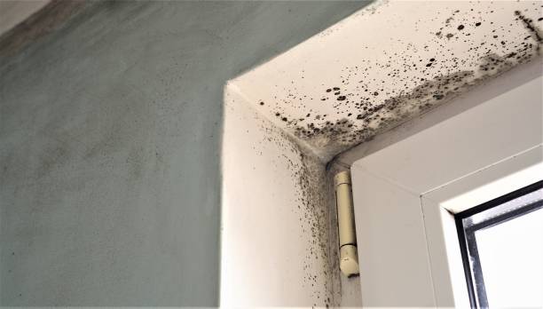 Best Post-Construction Mold Inspection  in Curtisville, PA