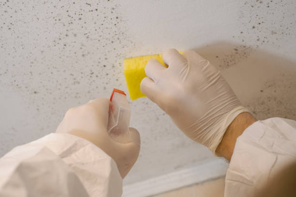Best Residential Mold Inspection & Testing  in Curtisville, PA