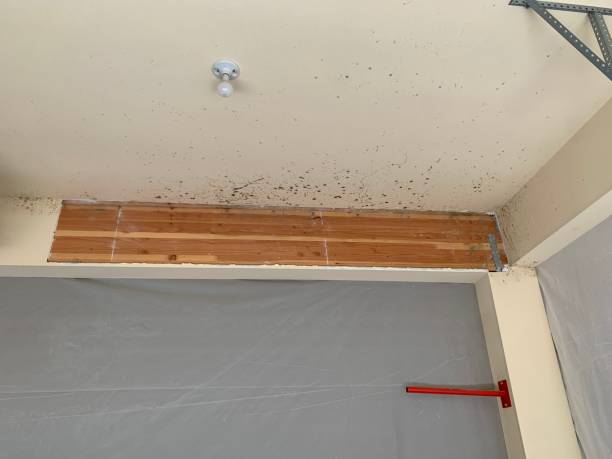 Best Forensic Mold Investigation  in Curtisville, PA