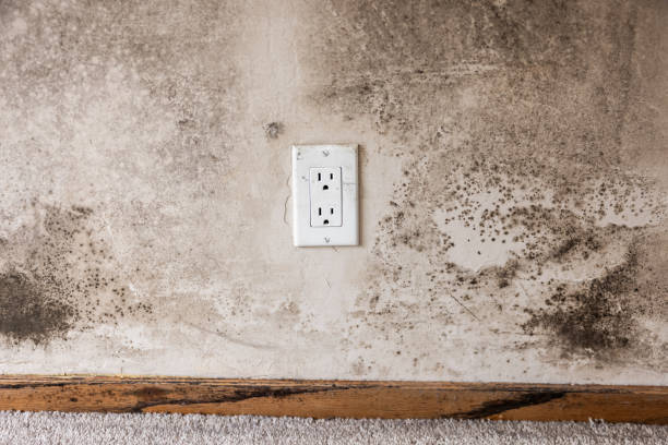 Best Dehumidification Services  in Curtisville, PA
